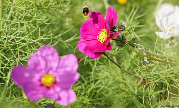 Bee landing on Garden Cosmos This nature photograph was taken in the morning during the summer season and features a bee as it approaches and prepares to land on a vivid magenta Garden Cosmos flower. The main subject of the image, the Garden Cosmos, stands out among a variety of surrounding plants and flowers, highlighting the energetic activity of insects such as bees within the garden landscape. The combination of bright flowers, healthy green foliage, and active insects captures a vibrant scene that emphasizes the interconnectedness of plants and pollinators. This image showcases the beauty of summer flowers and the important role bees play in pollinating Garden Cosmos and other plants within a natural setting.